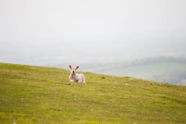 Tavaszi bárány vidéki mezőgazdasági táj — Stock Fotó