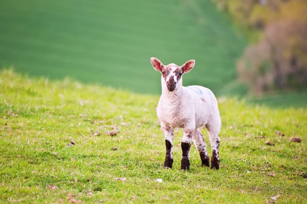 Owieczka wiosna w uprawa wiejski krajobraz — Zdjęcie stockowe