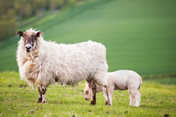 Owieczka wiosna i owca w uprawa wiejski krajobraz — Zdjęcie stockowe