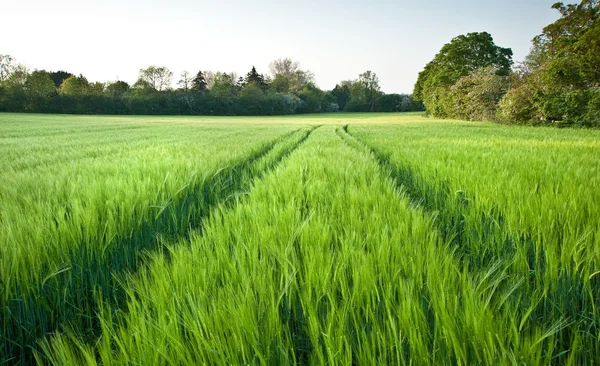 Прекрасное поле для свежего роста аграрной пшеницы — стоковое фото