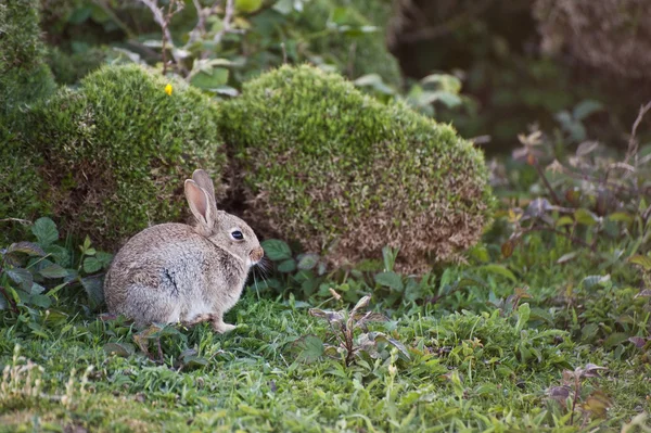Wild konijn tegen gebladerte in platteland — Stockfoto