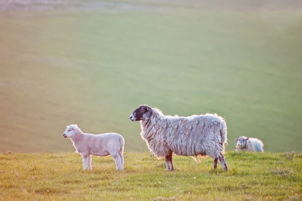Cordero de primavera y oveja oveja en el paisaje del amanecer — Foto de Stock