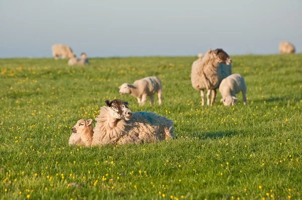 Jarní jehňata a ovce ve venkovské krajině při východu slunce — Stock fotografie