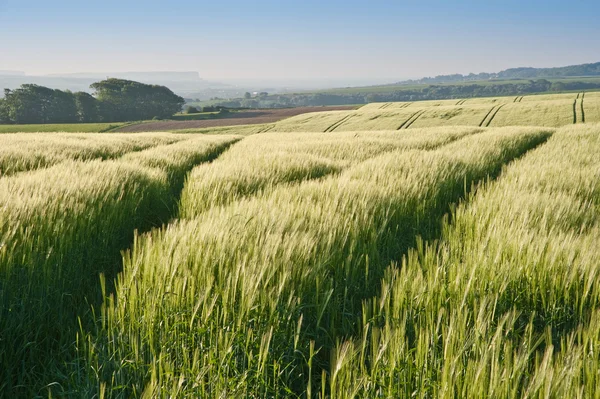 Campo de trigo ao nascer do sol na paisagem rural inglesa — Fotografia de Stock