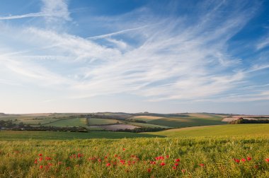 Poppy field landscape in English countryside in Summer