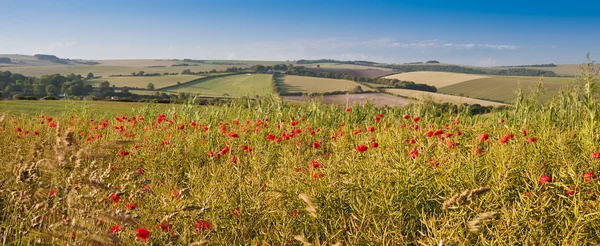 Poppy field landscape in English countryside in Summer — Stock Photo, Image