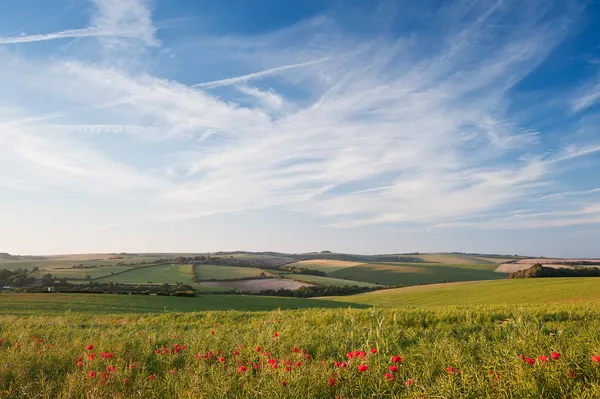 Krajina maková pole v anglickém venkově v létě — Stock fotografie