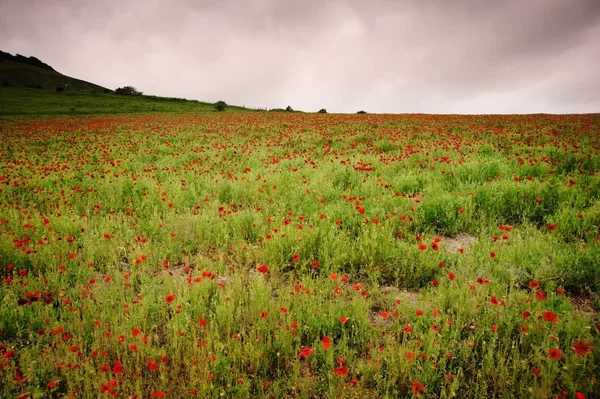 Pemandangan musim panas dari bunga poppy liar di bidang pertanian — Stok Foto