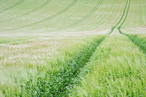 ภูมิทัศน์ทั่วสนามเกษตรในวันฤดูร้อนที่มีลมแรง — ภาพถ่ายสต็อก