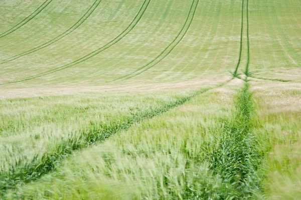 Paesaggio attraverso i campi agricoli nella ventosa giornata estiva — Foto Stock