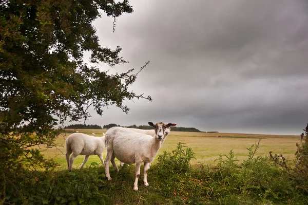 Αγρόκτημα πρόβατα στο τοπίο θυελλώδη θερινή ημέρα — Φωτογραφία Αρχείου