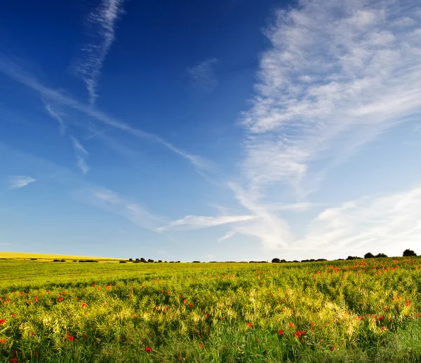 罂粟场景观的英国农村的夏天 — 图库照片