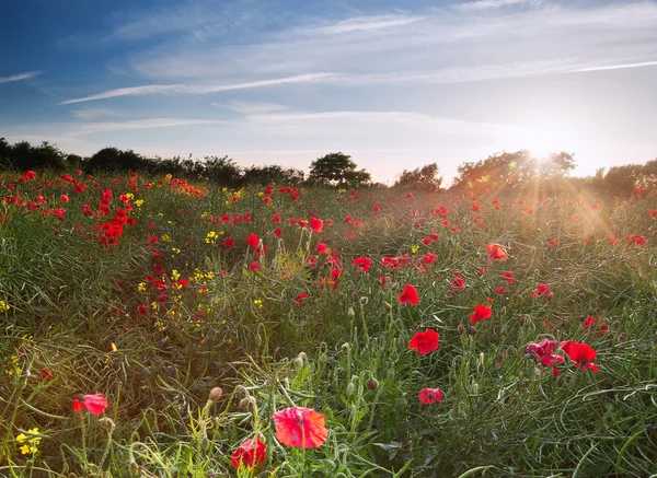 Poppy field landscape in English countryside in Summer — Stock Photo, Image