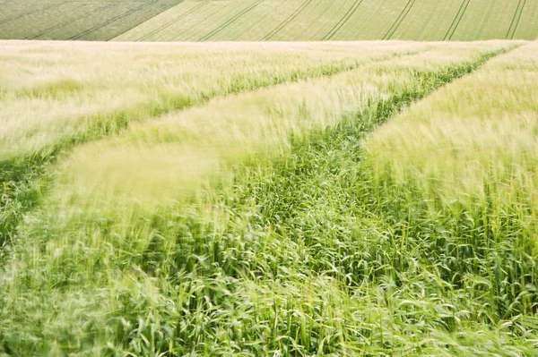Landschaft über landwirtschaftliche Felder an windigen Sommertagen — Stockfoto
