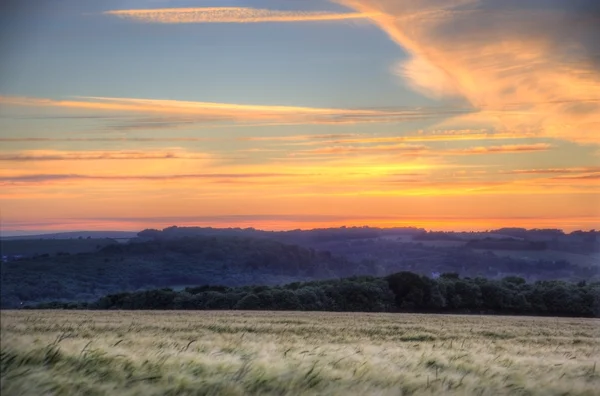 Campo de grano soplando en el viento durante el verano puesta del sol paisaje —  Fotos de Stock