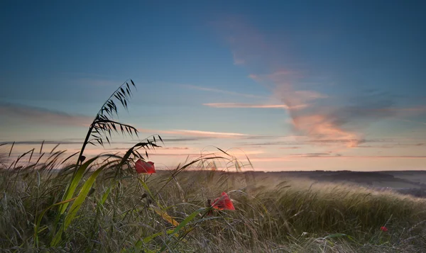 Mohnfelder in englischer Landschaft im Sommer — Stockfoto