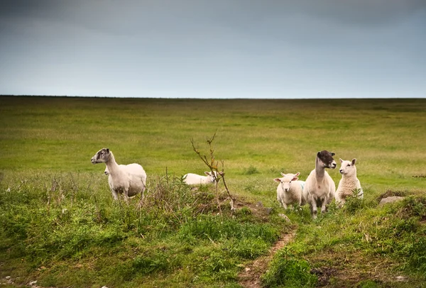 Gospodarstwie owiec w krajobraz na burzliwy dzień — Zdjęcie stockowe