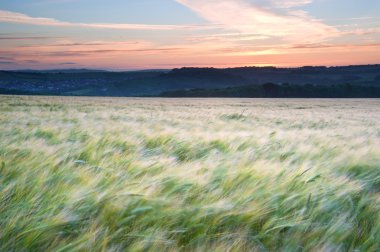 Field of grain blowing in wind during Summer sunset landscape clipart