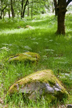 Antik woodland güzel yemyeşil vobrant görüntü