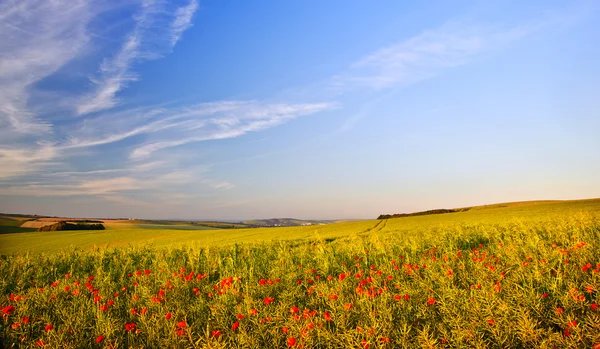 罂粟场景观的英国农村的夏天 — 图库照片