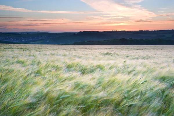 Alan tahıl yaz günbatımı manzara sırasında rüzgarda — Stok fotoğraf