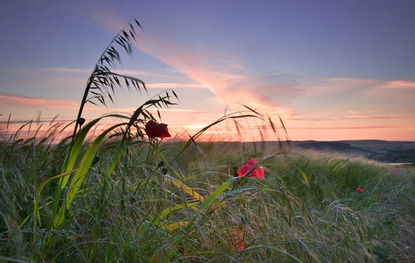 夏に英国の田舎でケシ畑風景 — ストック写真