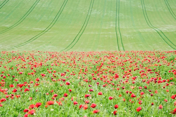 Summer landscape of wild poppies in agricultural field — Stock Photo, Image