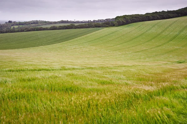 夏の風の強い日に農業分野にまたがる風景します。 — ストック写真