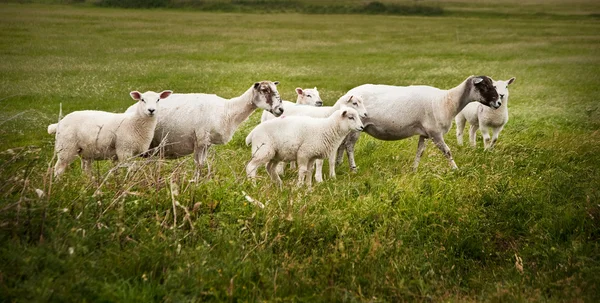 Moutons de ferme dans le paysage sur une journée d'été orageuse — Photo