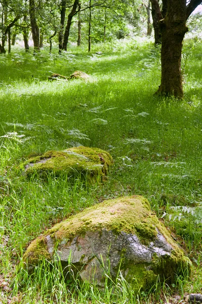 古代の森の美しい緑豊かな vobrant 画像 — ストック写真