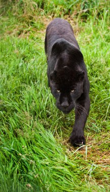siyah jaguar panthera onca thorugh uzun otların sinsi sinsi