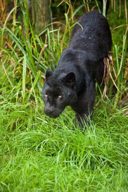 siyah leopar panthera pardus uzun çimlerde sinsi sinsi