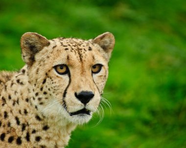 Cheetah acinonyx jubatus büyük bir kedi