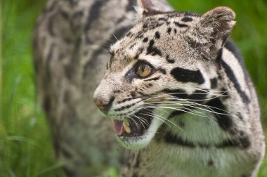 Bulutlu leopar neofelis nebulova büyük kedi portre