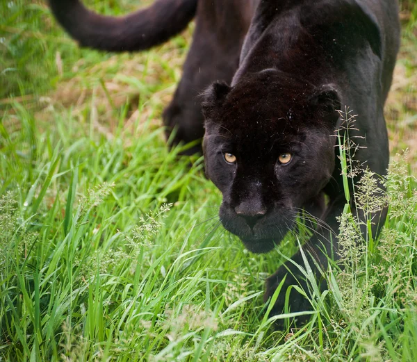黒いジャガー パンテーラ onca thorugh 長い草をうろついています。 — ストック写真