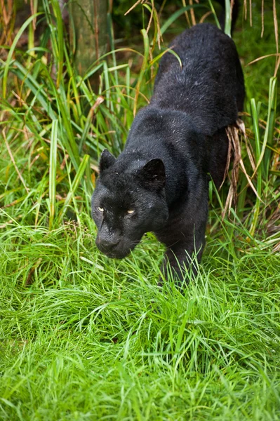Black leopard Panthera Pardus prowling through long grass — Stock Photo, Image