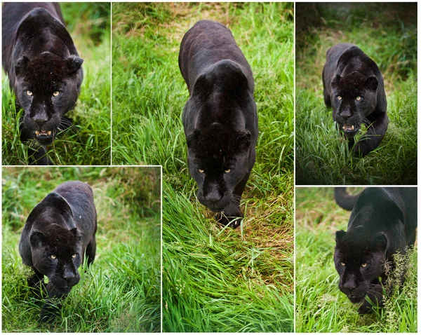 Zusammenstellung von fünf Bildern des schwarzen Jaguar panthera onca — Stockfoto