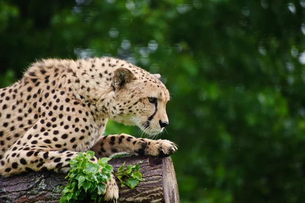 Gepard acinonyx jubatus velká kočka — Stock fotografie
