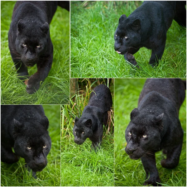 Kompilace pěti snímků z černého leoparda panthera pardus — Stock fotografie