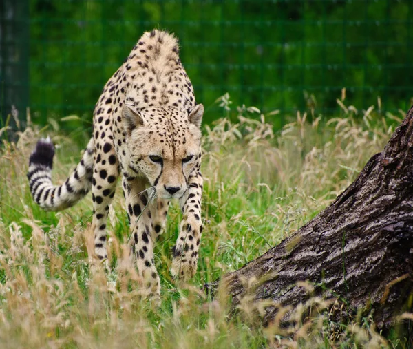 Cheetah acinonyx jubatus grote kat — Stockfoto