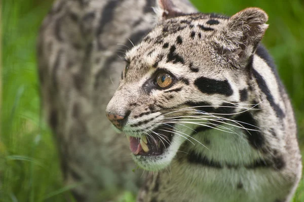 Dystra leopard neofelis nebulova stor katt porträtt — Stockfoto