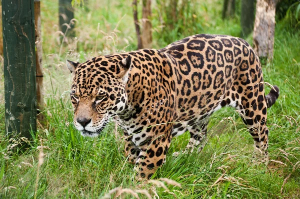 Çarpıcı jaguar panthera onca uzun çimlerde sinsi sinsi — Stok fotoğraf