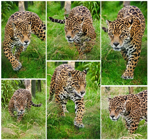 Zusammenstellung von sechs Bildern der Großkatze Jaguar panthera onca — Stockfoto
