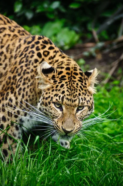 Krásné leopardí panthera pardus velká kočka mezi listy — Stock fotografie