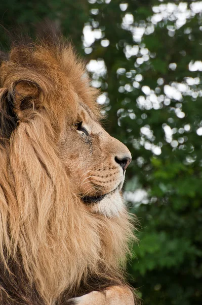 Portrait of King of the Jungle Lion Panthera Leo big cat — Stock Photo, Image