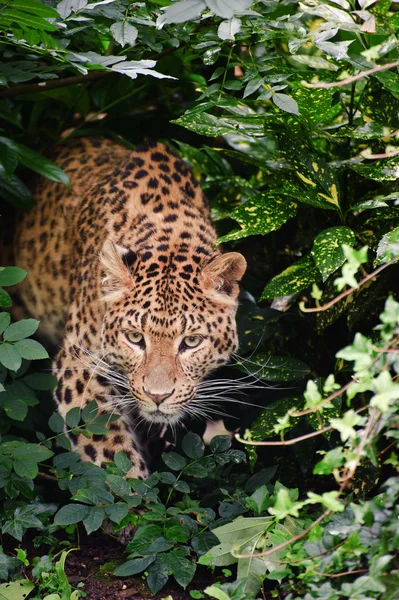 Mooie Luipaard panthera pardus grote kat onder gebladerte — Stockfoto
