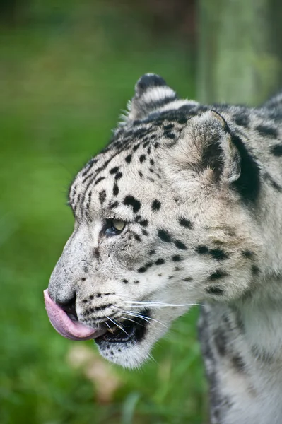 Piękny portret snow leopard panthera uncia kot — Zdjęcie stockowe