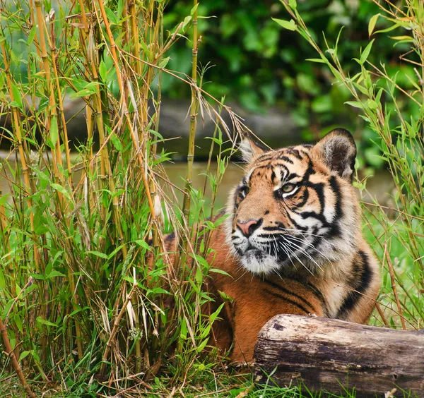 Portrait of Sumatran Tiger Panthera Tigris Sumatrae big cat — Stock Photo, Image