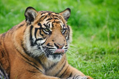 Sumatra kaplanı panthera tigris sumatrae büyük kedi portresi