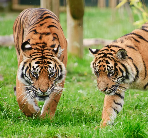 Portrait of Sumatran Tigers Panthera Tigris Sumatrae big cat — Stock Photo, Image